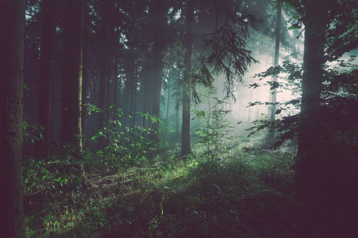 A Greener Side of Sylhet — illustrative travel photography
