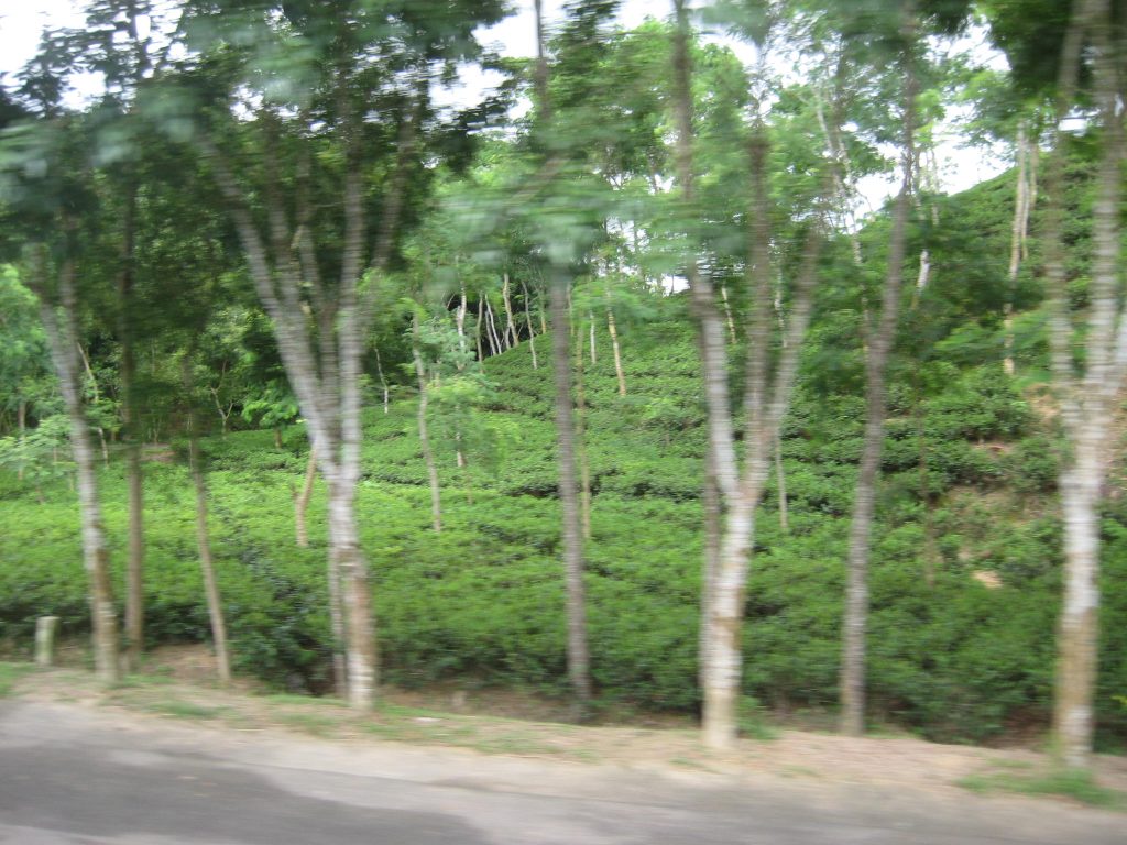 A Greener Side of Sylhet — illustrative travel photography