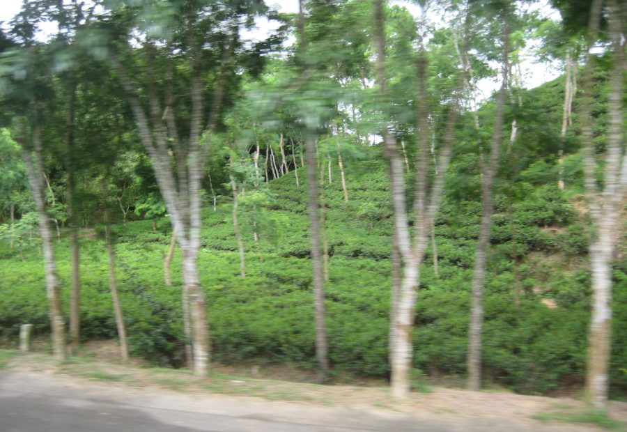 A Greener Side of Sylhet — illustrative travel photography